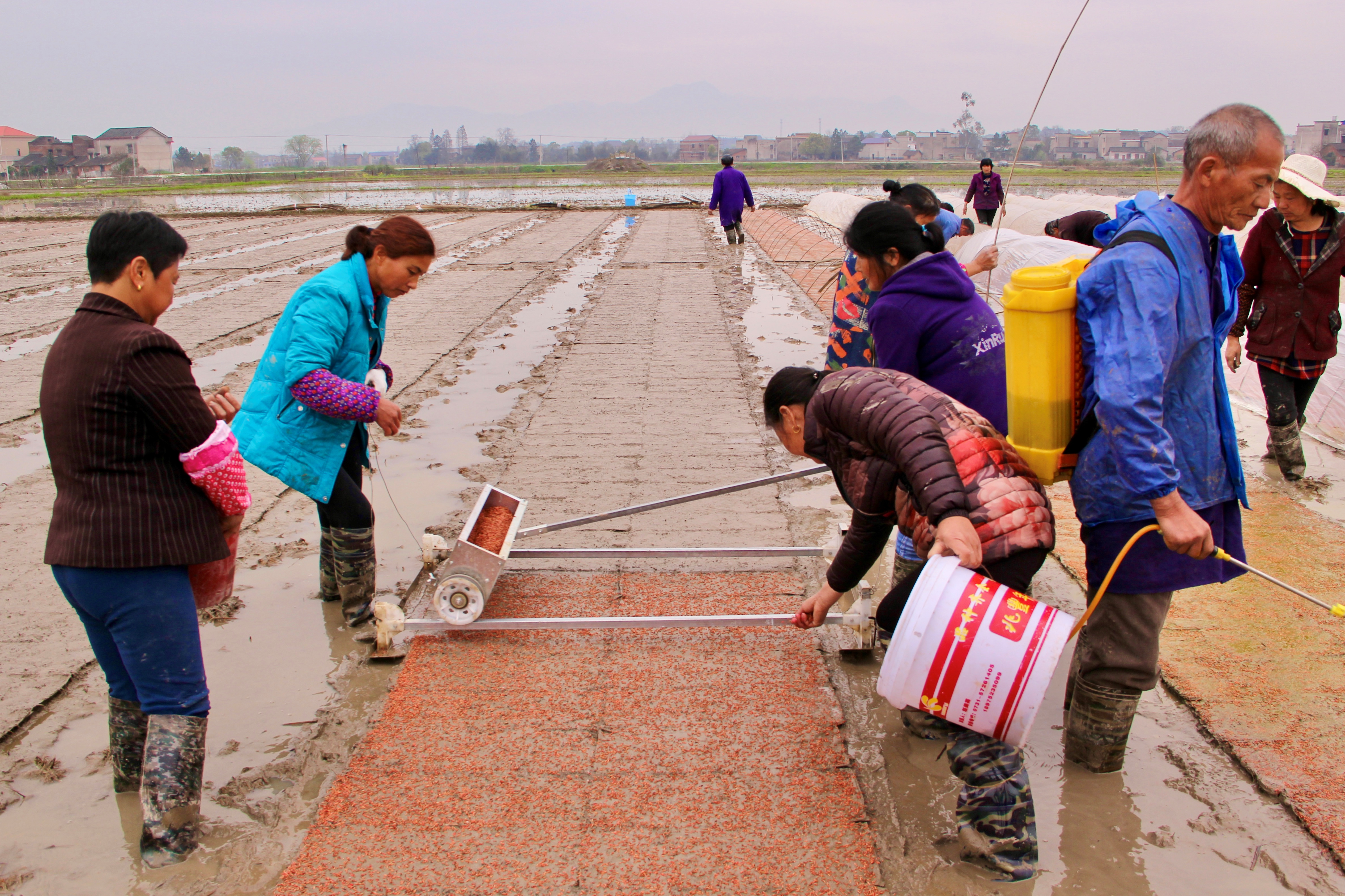 湘潭县青山桥镇千亩再生稻示范片，农户欢乐忙碌的播种。