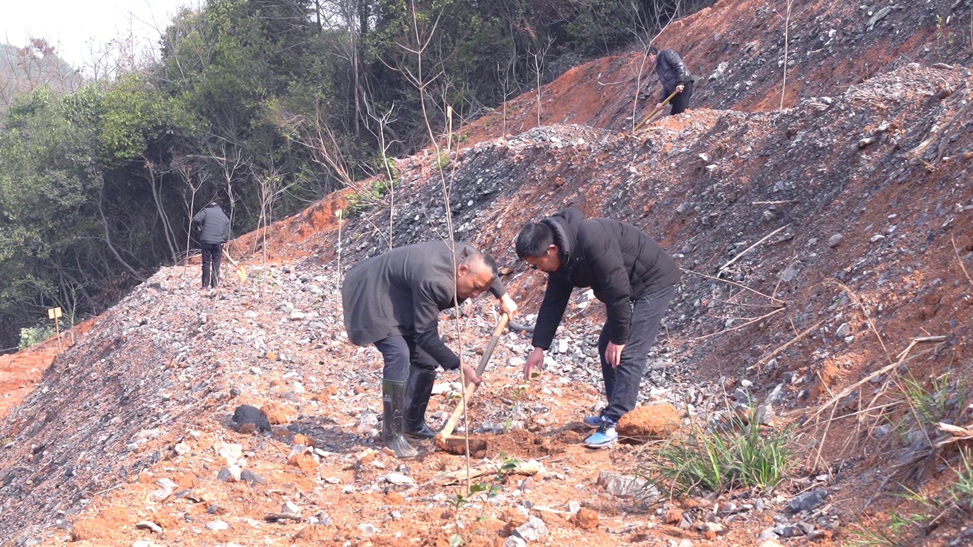 湘潭县谭家山镇干群在老矿区栽种油茶。