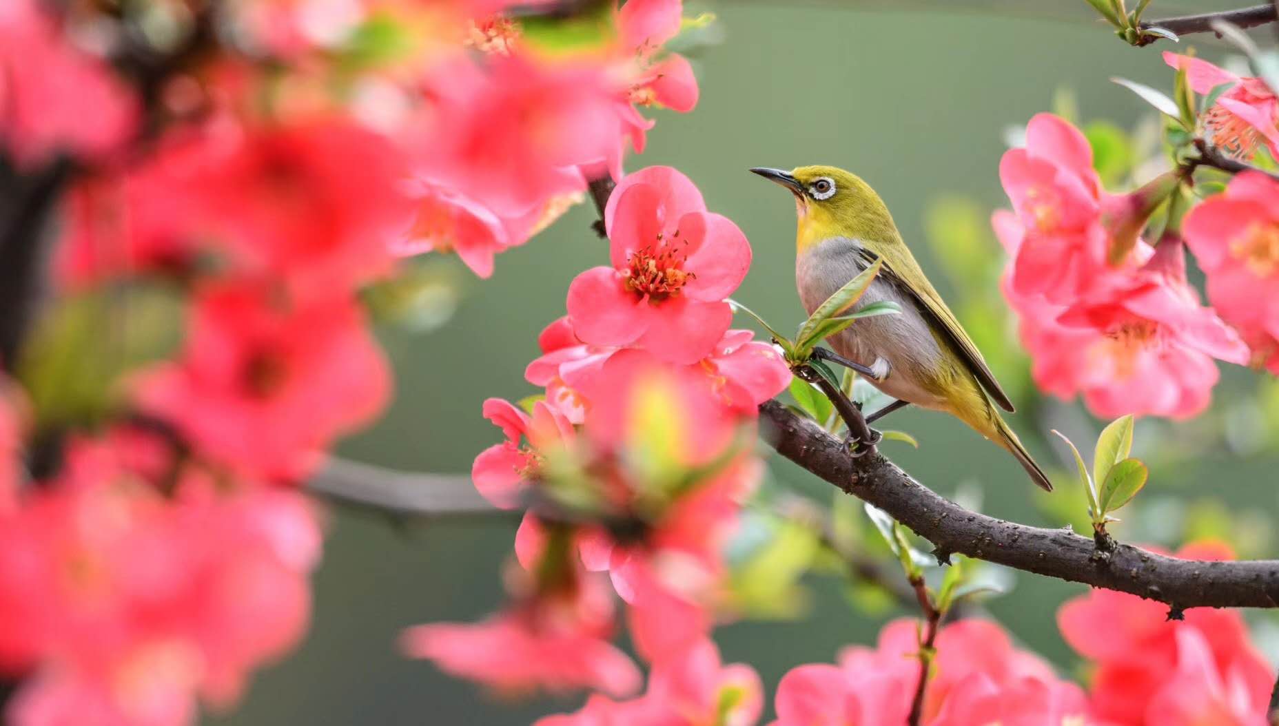 鸟儿在枝头叽叽喳喳，仿佛也在欣赏这美好的春色。